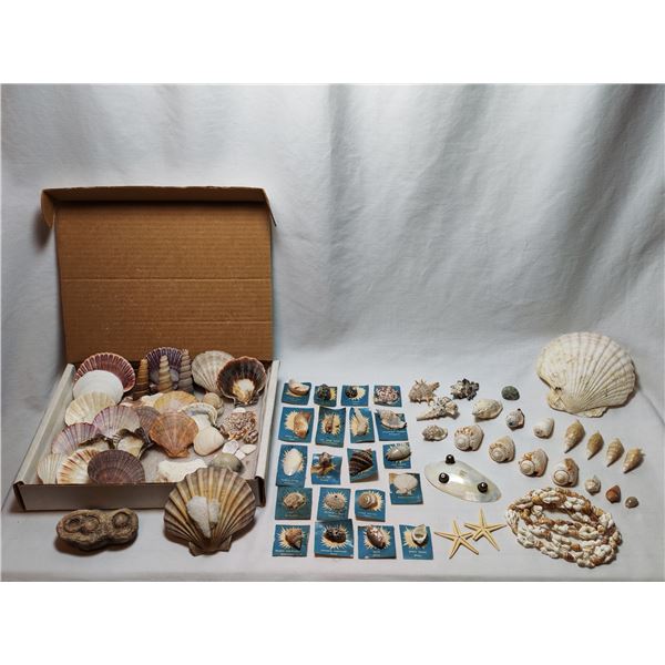 Seashell Collection