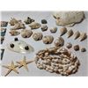 Image 3 : Seashell Collection