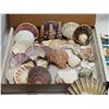 Image 4 : Seashell Collection