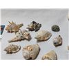 Image 5 : Seashell Collection