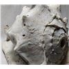Image 3 : Sea Shell