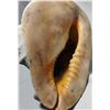 Image 4 : Sea Shell