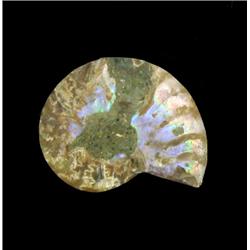 8.81ct Opalized Prehistoric Ammonite Jewelry Cut Half (GEM-20496)