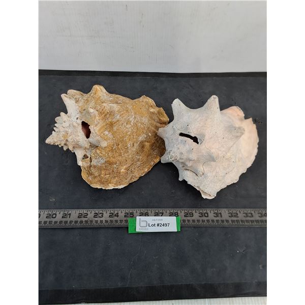 (2) Large Seashell Conches - Some Imperfections