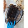 Image 3 : (2) Adult Baseball Gloves & Balls