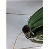 Image 4 : Garden Hose