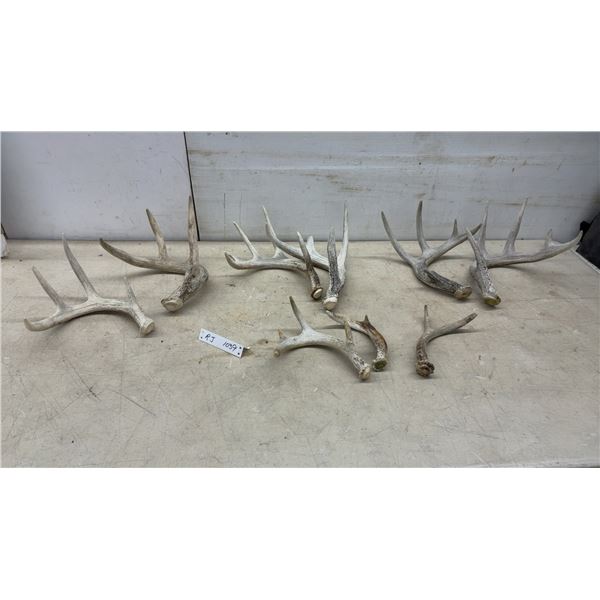 Naturally Shed Whitetail Deer Antlers, Lot of 8