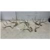 Image 1 : Naturally Shed Whitetail Deer Antlers, Lot of 8