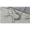 Image 2 : Naturally Shed Whitetail Deer Antlers, Lot of 8