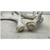 Image 3 : Naturally Shed Whitetail Deer Antlers, Lot of 8