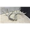 Image 4 : Naturally Shed Whitetail Deer Antlers, Lot of 8