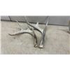Image 6 : Naturally Shed Whitetail Deer Antlers, Lot of 8