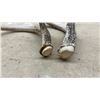 Image 7 : Naturally Shed Whitetail Deer Antlers, Lot of 8