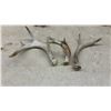 Image 8 : Naturally Shed Whitetail Deer Antlers, Lot of 8