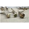 Image 9 : Naturally Shed Whitetail Deer Antlers, Lot of 8