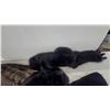 Image 4 : Vintage Fur Garments Including Brown Faux Fur Coat, Black Fur Coat, and Black Tail Stole