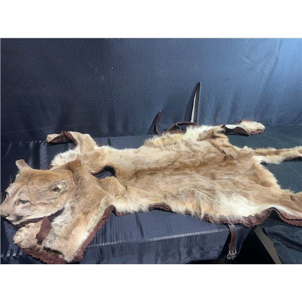 Mountain Lion Taxidermy Rug with Head dress