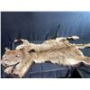 Image 1 : Mountain Lion Taxidermy Rug with Head dress