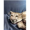 Image 2 : Mountain Lion Taxidermy Rug with Head dress