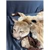 Image 3 : Mountain Lion Taxidermy Rug with Head dress