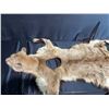 Image 4 : Mountain Lion Taxidermy Rug with Head dress