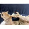 Image 5 : Mountain Lion Taxidermy Rug with Head dress
