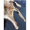 Image 6 : Mountain Lion Taxidermy Rug with Head dress