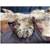 Image 7 : Mountain Lion Taxidermy Rug with Head dress