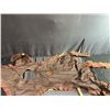 Image 9 : Mountain Lion Taxidermy Rug with Head dress