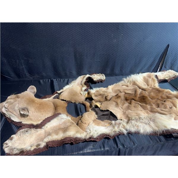 Mountain Lion Taxidermy Head Dress