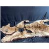Image 1 : Mountain Lion Taxidermy Head Dress