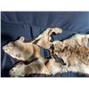 Image 2 : Mountain Lion Taxidermy Head Dress