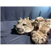 Image 3 : Mountain Lion Taxidermy Head Dress