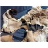Image 4 : Mountain Lion Taxidermy Head Dress