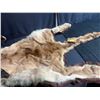 Image 5 : Mountain Lion Taxidermy Head Dress