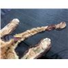 Image 6 : Mountain Lion Taxidermy Head Dress