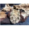 Image 7 : Mountain Lion Taxidermy Head Dress