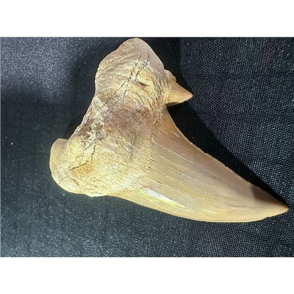 Large Fossilized Shark Tooth