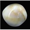 Image 2 : 15.25ct Rare Gomti Chakra Shell (GEM-20788)