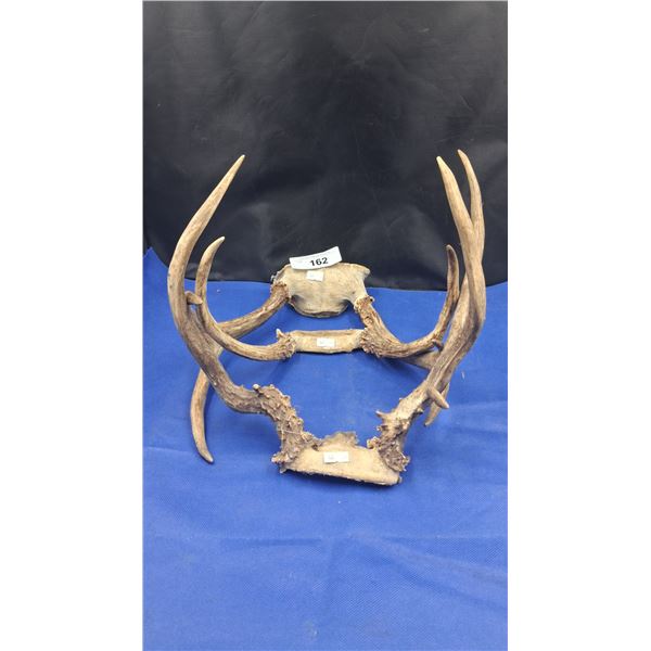 Collection of deer antlers