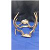 Image 1 : Collection of deer antlers