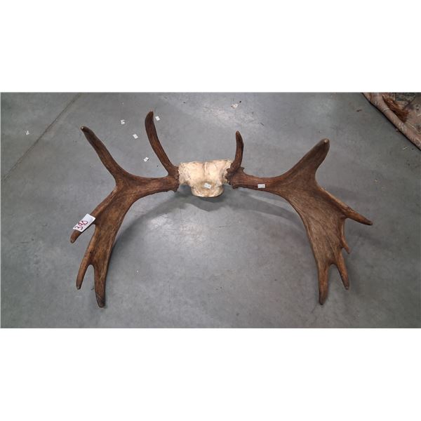 Moose antlers 28" wide