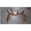 Image 1 : Moose antlers 28" wide