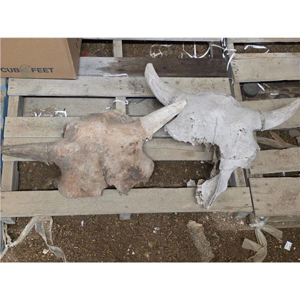 2 Bison skulls