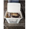 Image 1 : Short 18" hamper with décor and size 10W shoes