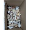 Image 2 : box of seashells and container of large glass marbles