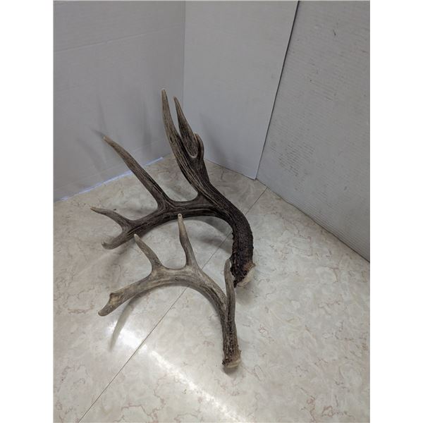 2 antler sheds