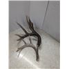 Image 1 : 2 antler sheds
