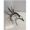 Image 2 : 2 antler sheds