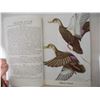 Image 6 : 1954 Sports Afield “Know your Ducks and Geese” Booklet